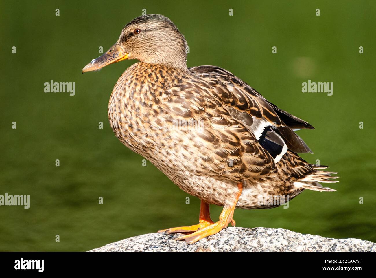 The Mallard (Anas platyrhynchos) is a dabbling duck that breeds throughout the temperate and subtropical Americas, Eurasia, and North Africa Stock Photo