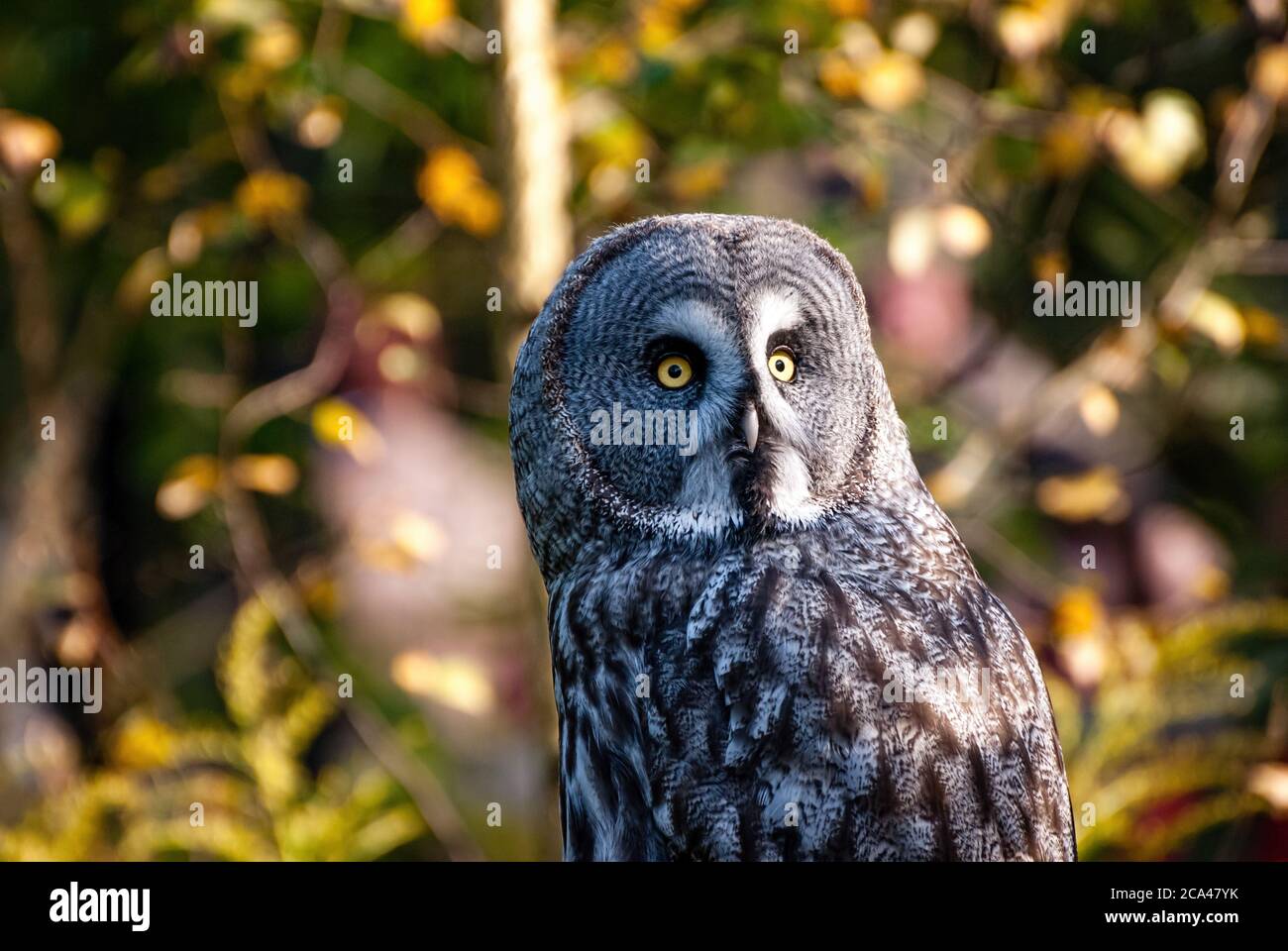 The great grey owl or great gray owl (Strix nebulosa) is a very large owl. Stock Photo