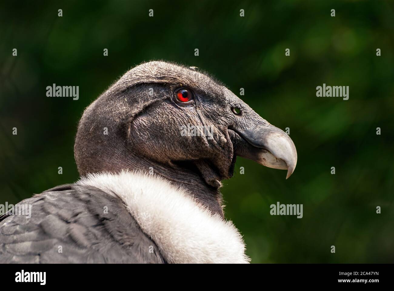 The Andean condor (Vultur gryphus) is a South American bird in the New World vulture family Cathartidae and is the only member of the genus Vultur. Stock Photo