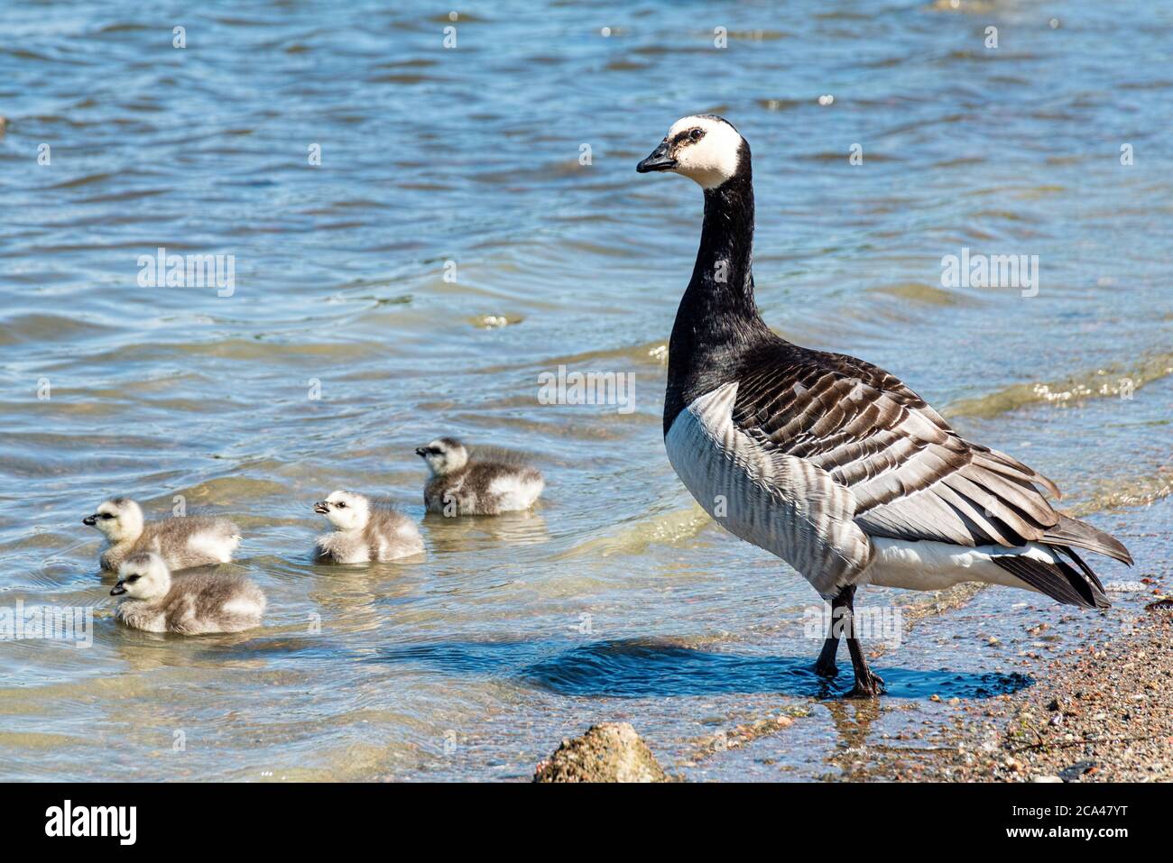 The barnacle goose (Branta leucopsis) belongs to the genus Branta of black geese. Stock Photo