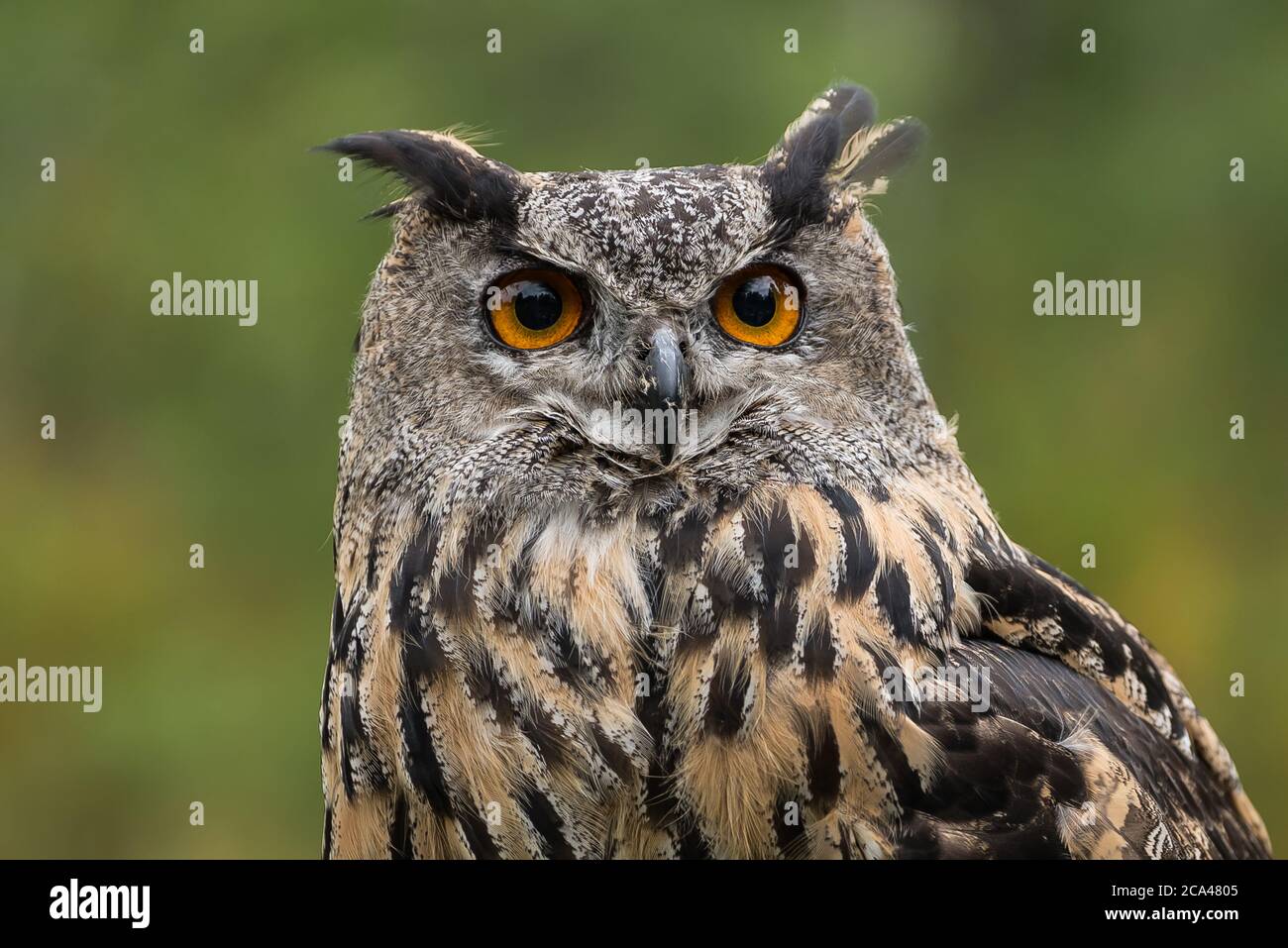 The Eurasian eagle-owl (Bubo bubo) is a species of eagle-owl that resides in much of Eurasia. Stock Photo