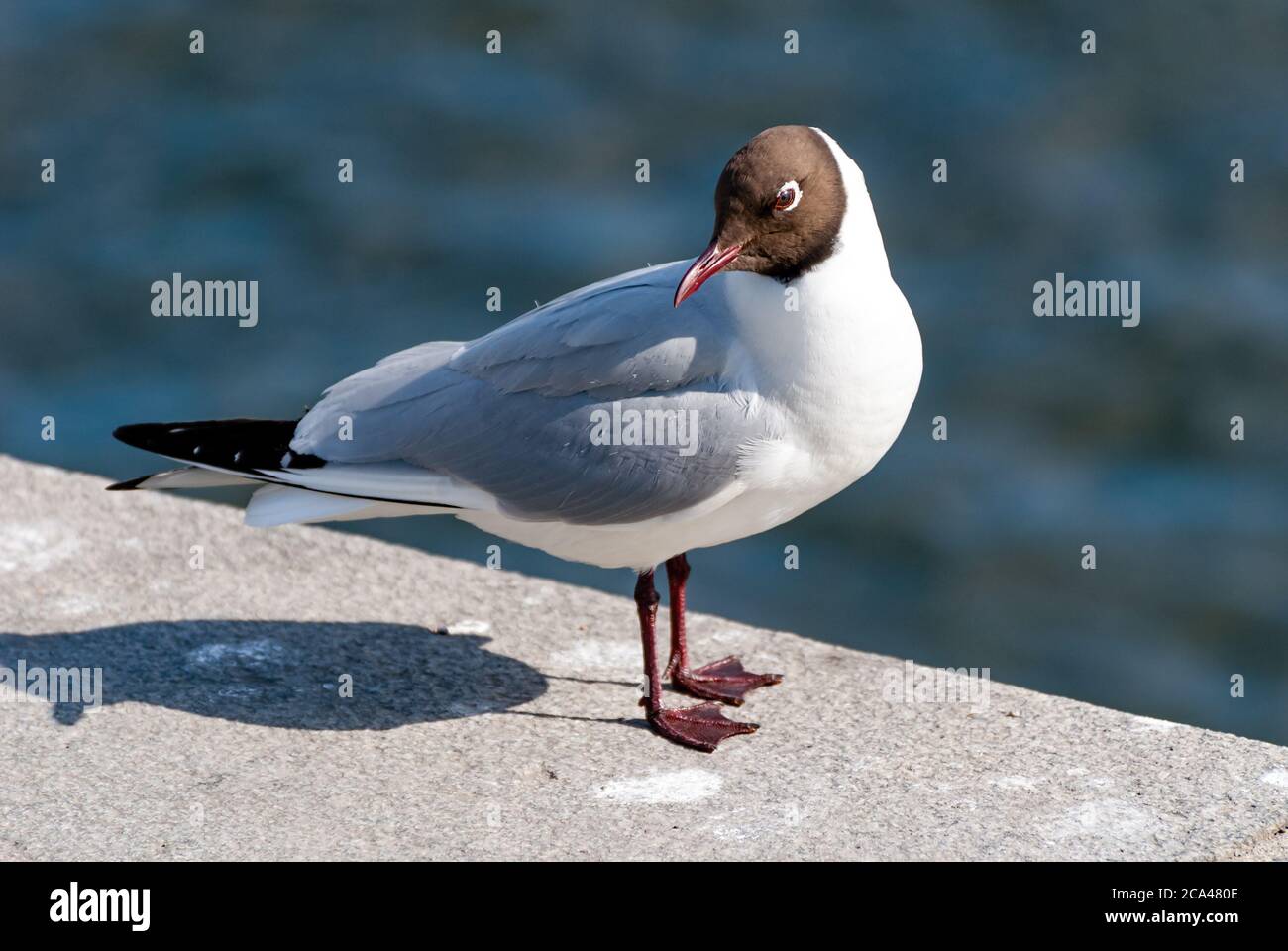 The black-headed gull (Chroicocephalus ridibundus) is a small gull that breeds in much of Europe and Asia, and also in coastal eastern Canada. Stock Photo