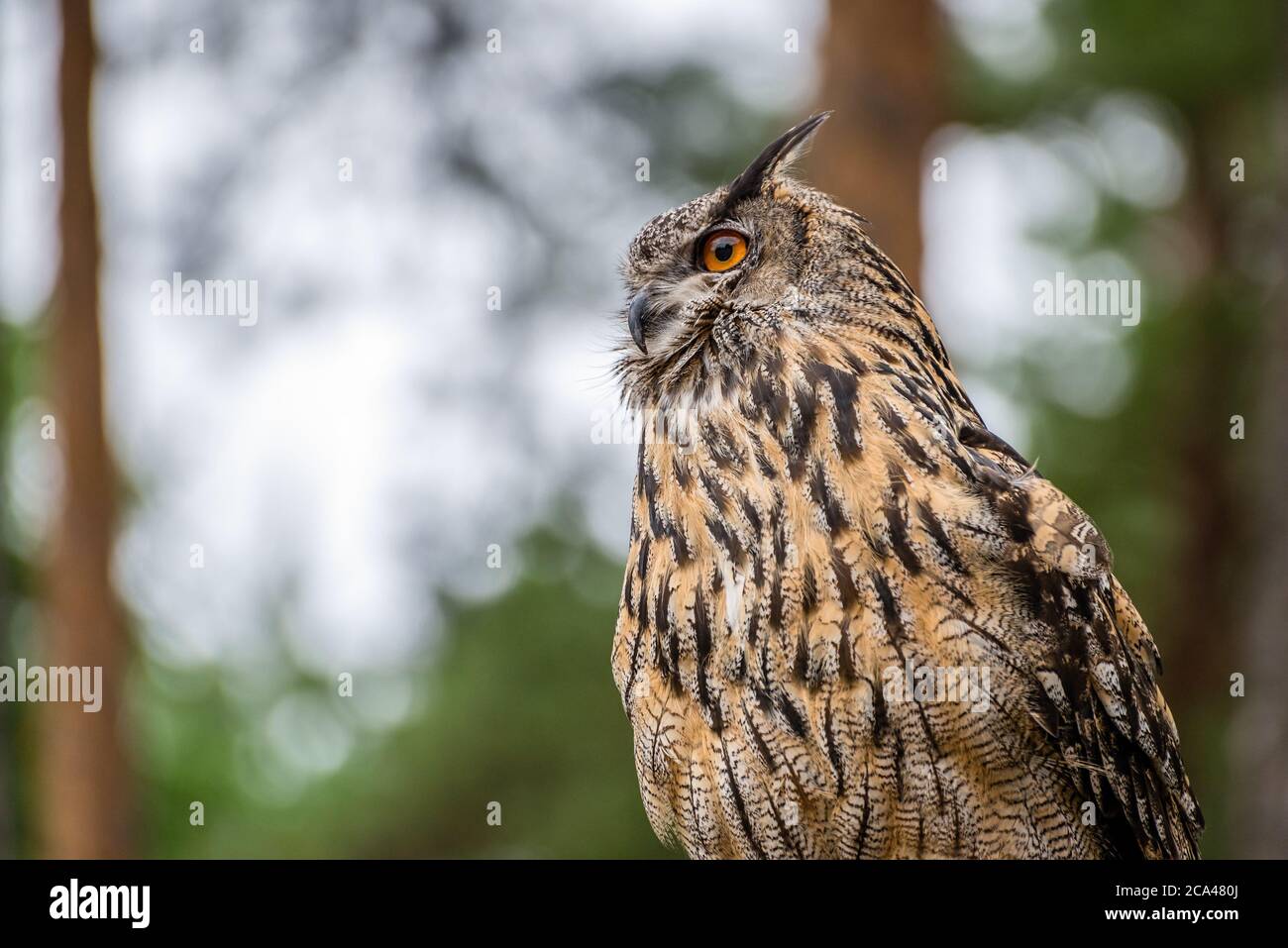 The Eurasian eagle-owl (Bubo bubo) is a species of eagle-owl that resides in much of Eurasia. Stock Photo