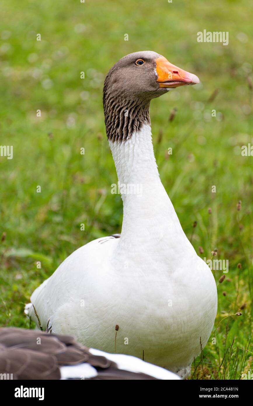 The Scania Goose (Swedish: Skånegås) is a breed of domestic geese originating in Scania in Sweden. Stock Photo