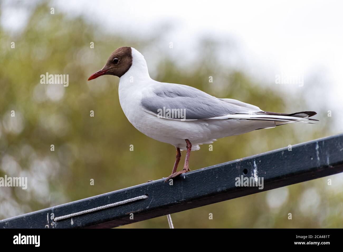 The black-headed gull (Chroicocephalus ridibundus) is a small gull that breeds in much of Europe and Asia, and also in coastal eastern Canada. Stock Photo