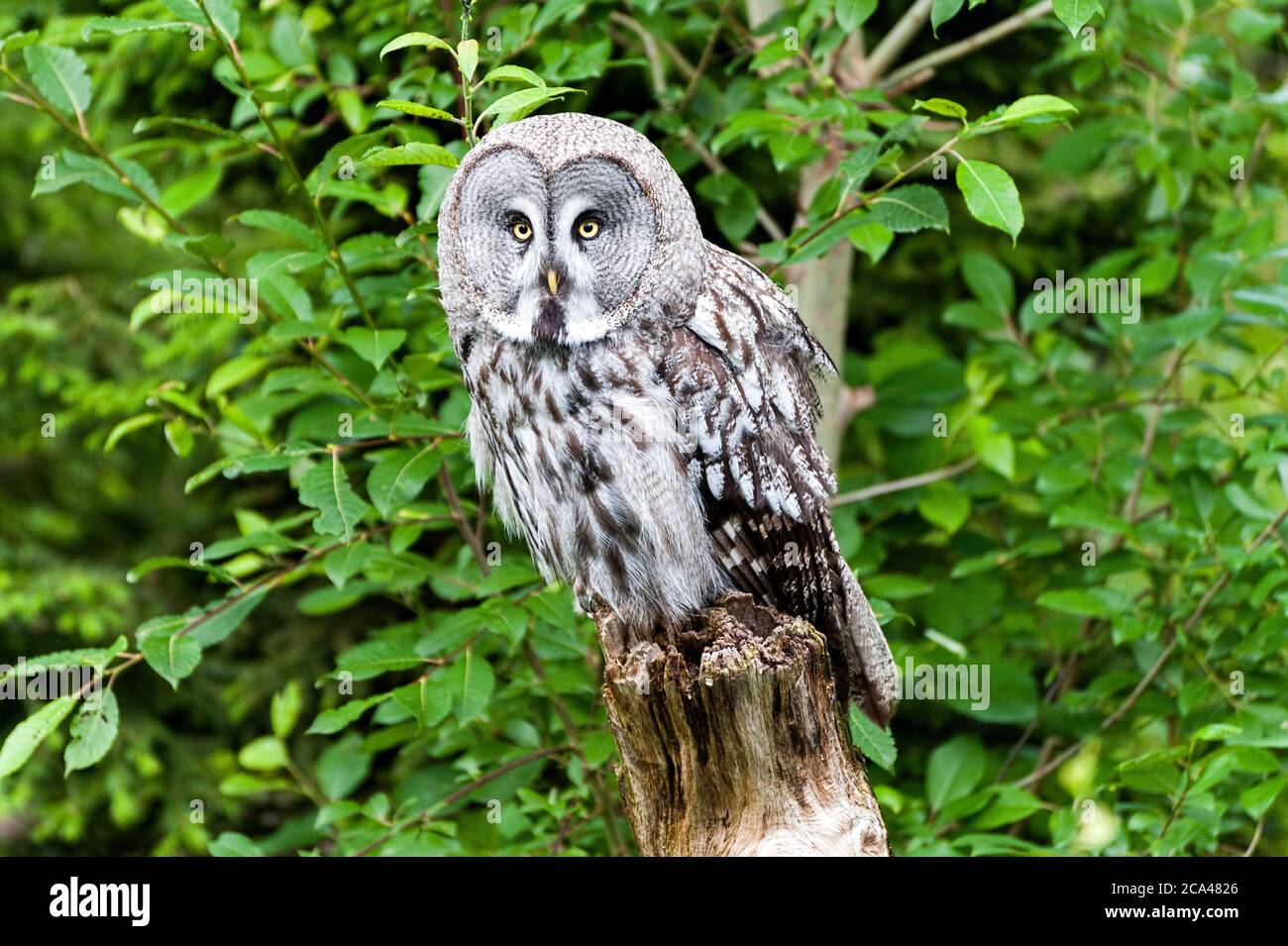 The great grey owl or great gray owl (Strix nebulosa) is a very large owl. Stock Photo