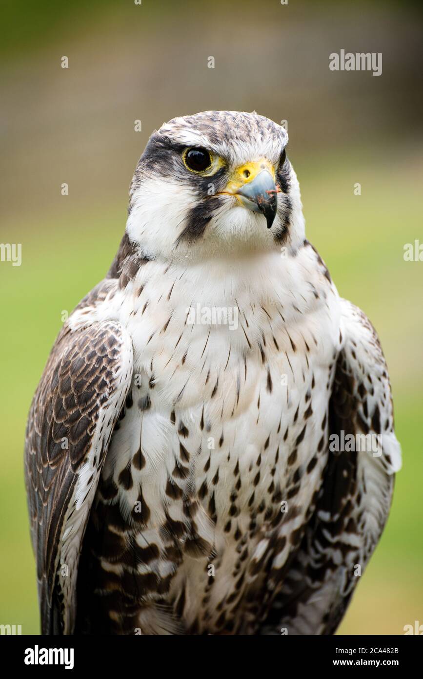 Adult laggar falcon (Falco jugger) Stock Photo