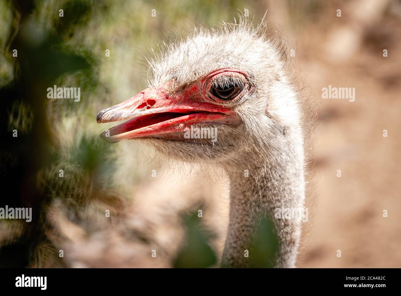 The common ostrich (Struthio camelus), or simply ostrich, is a species of large flightless bird native to certain large areas of Africa. Stock Photo