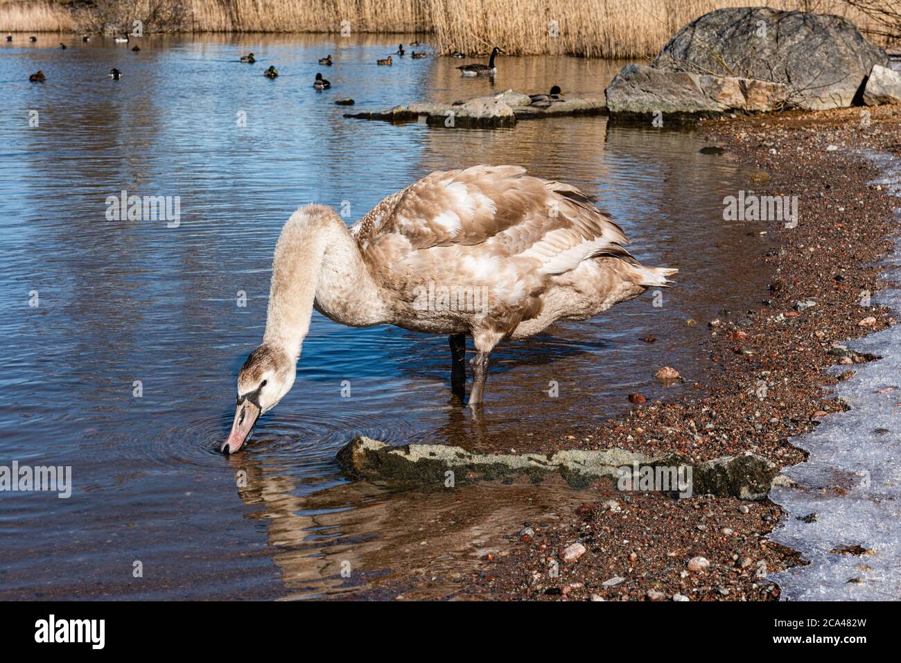 Swans are birds of the family Anatidae within the genus Cygnus. Stock Photo