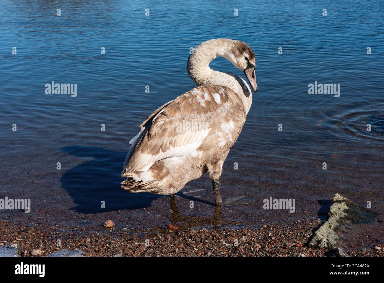 Swans are birds of the family Anatidae within the genus Cygnus. Stock Photo