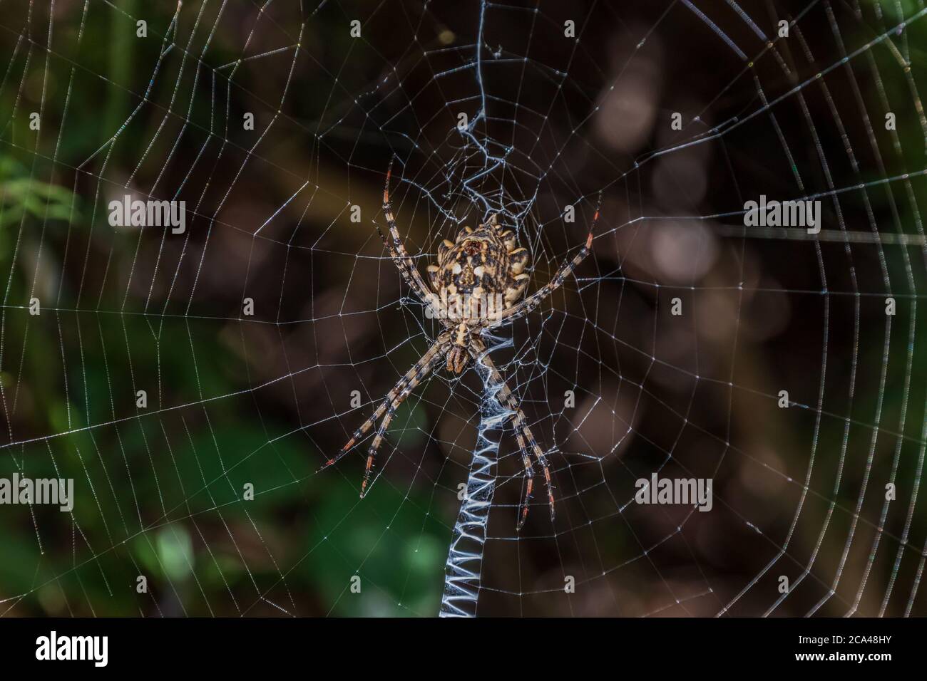 Argiope lobata, Lobed Orb Weaver Spider Stock Photo - Alamy