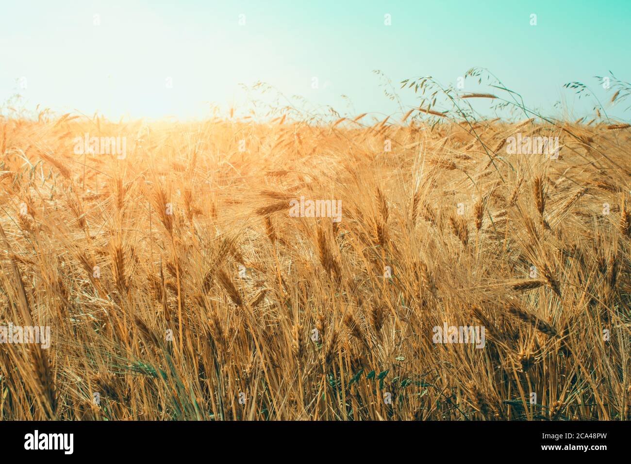 Golden wheat field at sunny day with blue sky as background with copyspace. Rural scenery with ripening ears of golden wheat under beautiful sunlight Stock Photo