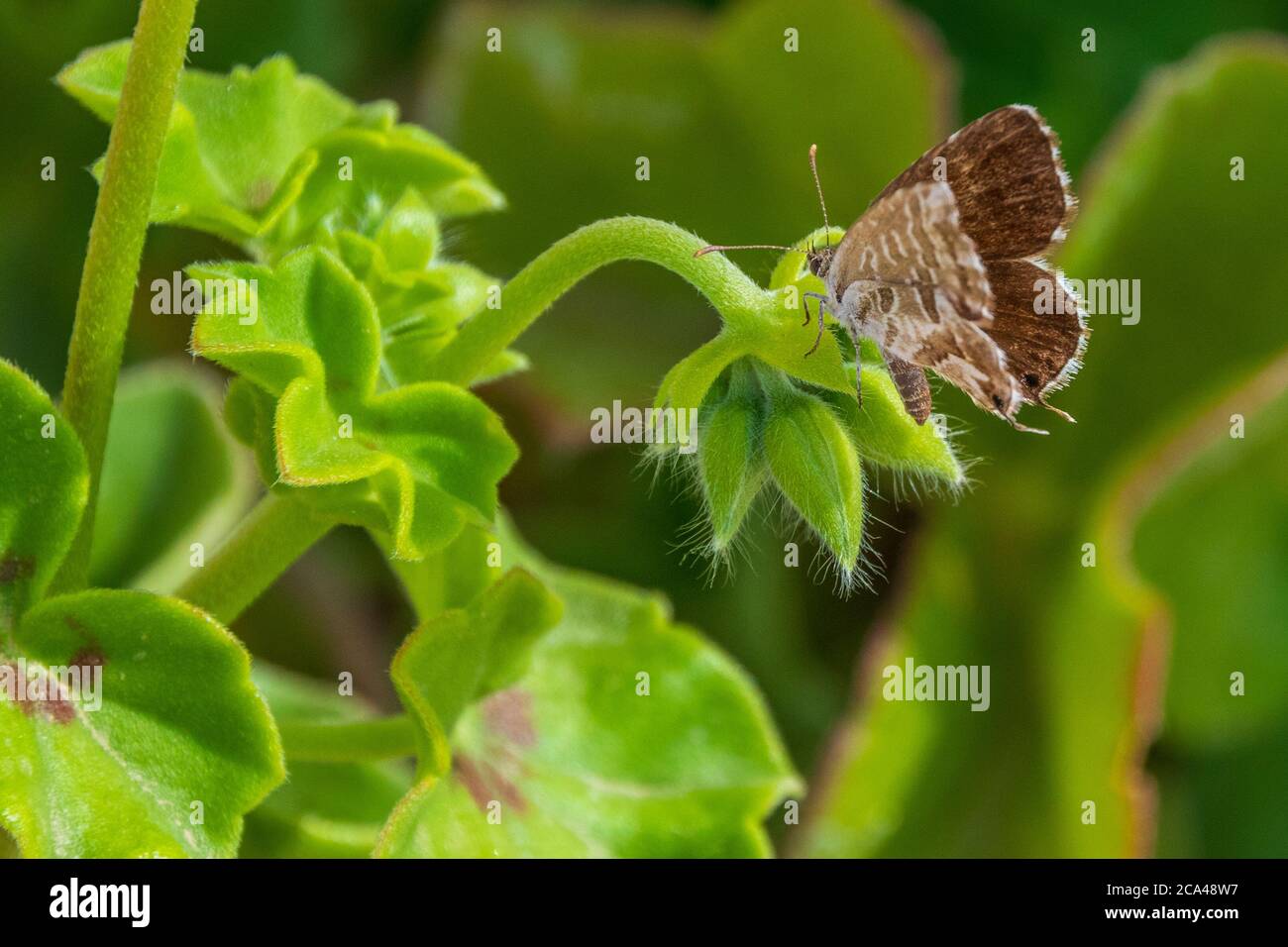 Cacyreus marshalli, Geranium bronze Butterfly On A Geranium Plant Stock Photo