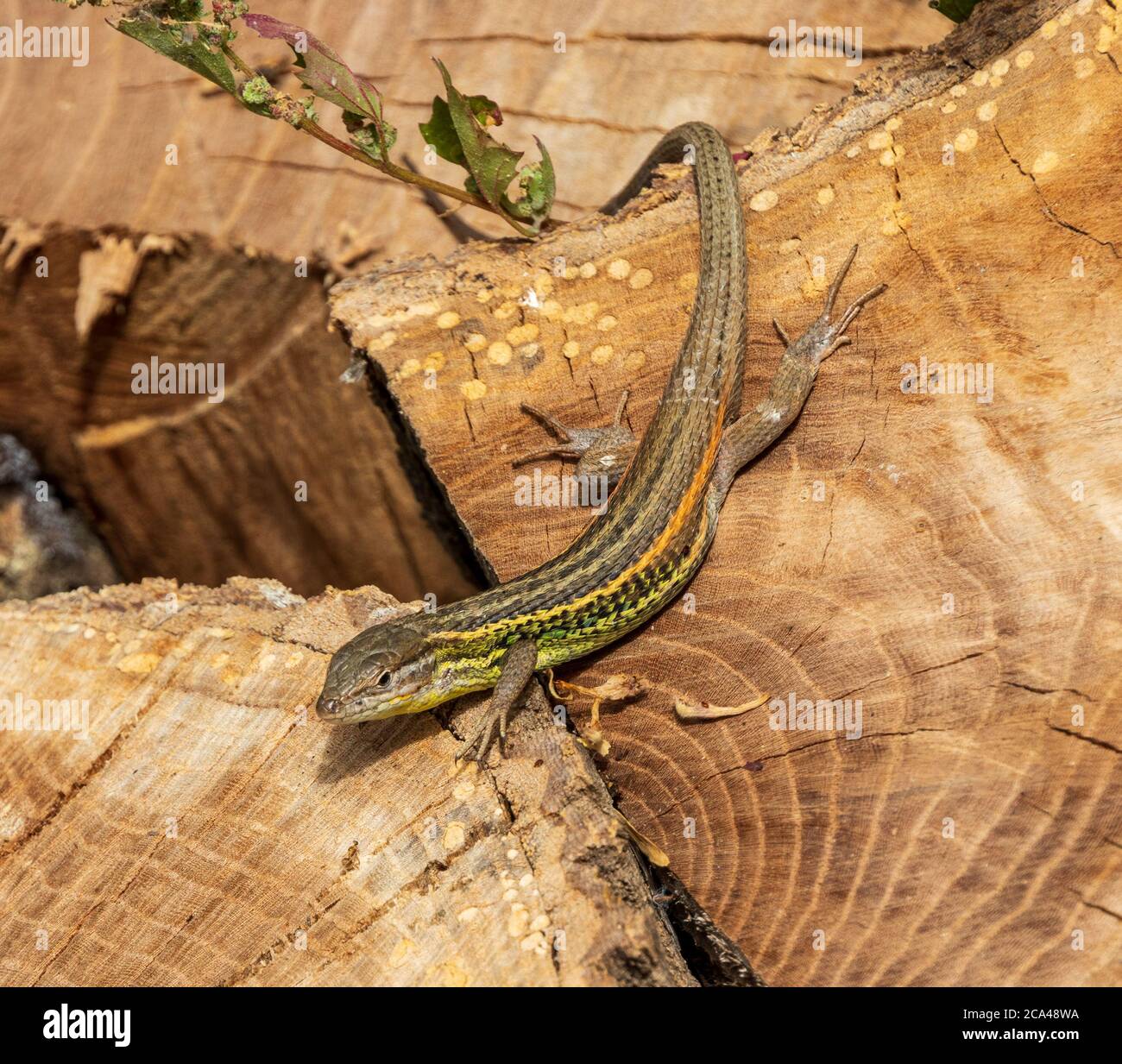 Psammodromus algirus, Algerian sand racer Lizard Stock Photo - Alamy