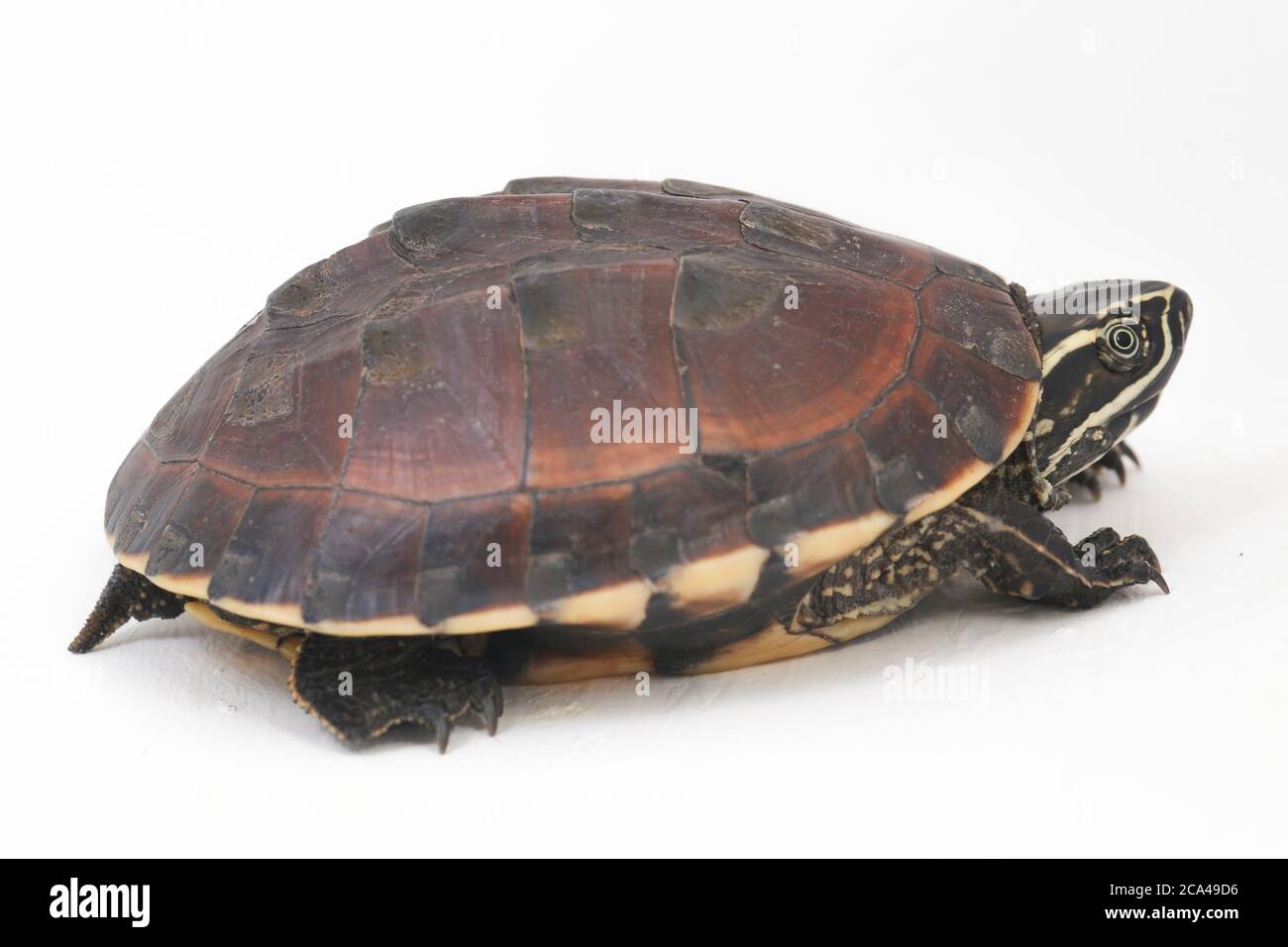 The Malayan snail-eating turtle (Malayemys macrocephala) is a species ...