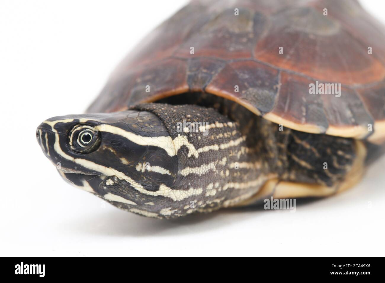 The Malayan snaileating turtle (Malayemys macrocephala) is a species