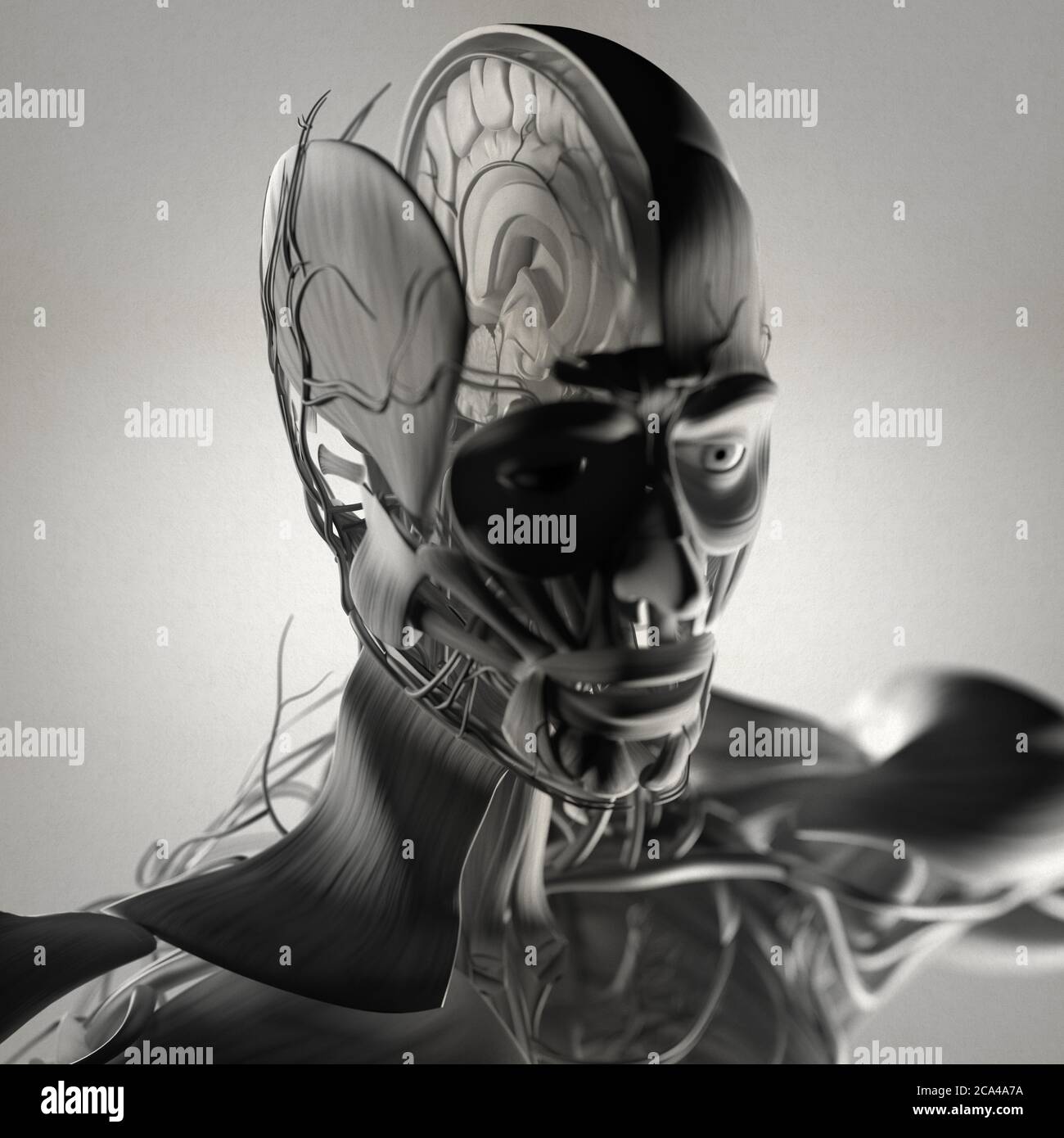 Human anatomy body showing brain. 3D illustration Stock Photo - Alamy