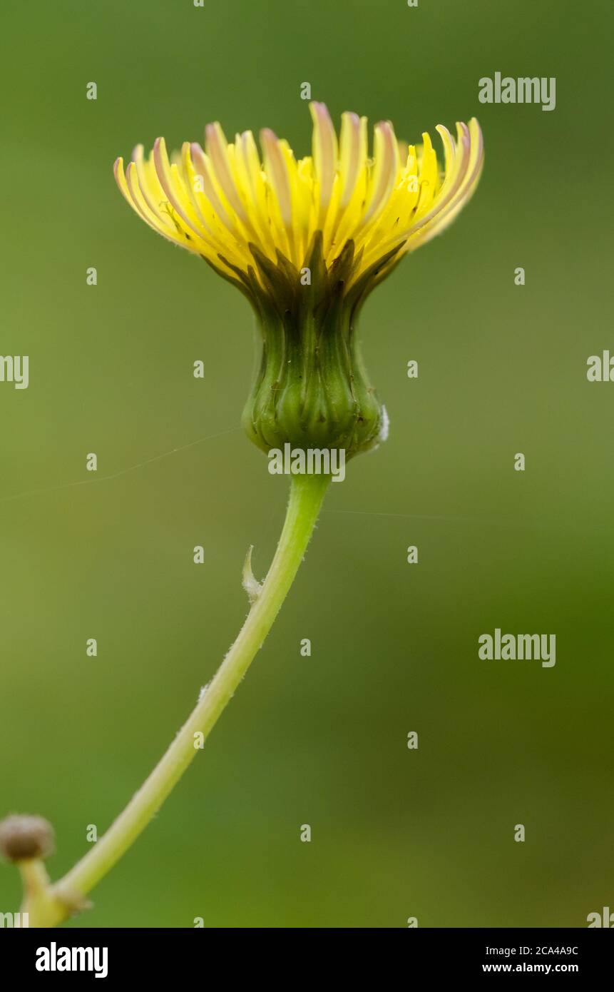 Sonchus oleraceus, closed flower head, common sow thistle flower in a meadow during springtime in the countryside in Germany, Western Europe Stock Photo