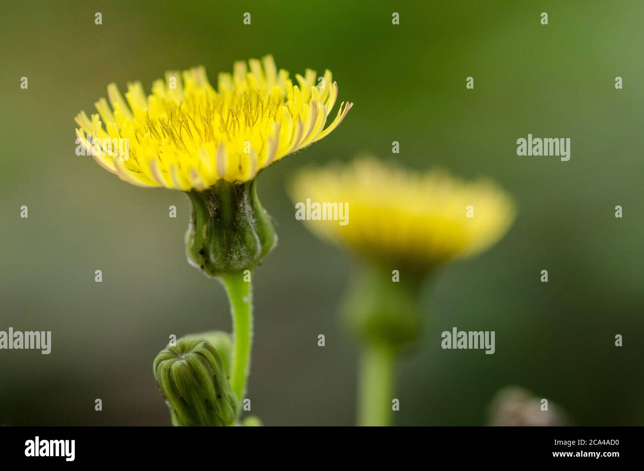 Sonchus oleraceus, closed flower head, common sow thistle flower in a meadow during springtime in the countryside in Germany, Western Europe Stock Photo