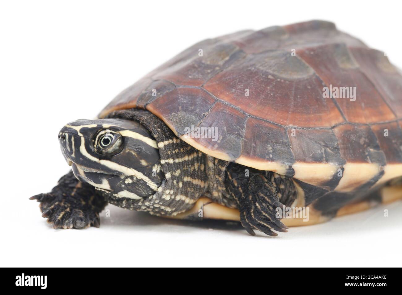 The Malayan snaileating turtle (Malayemys macrocephala) is a species