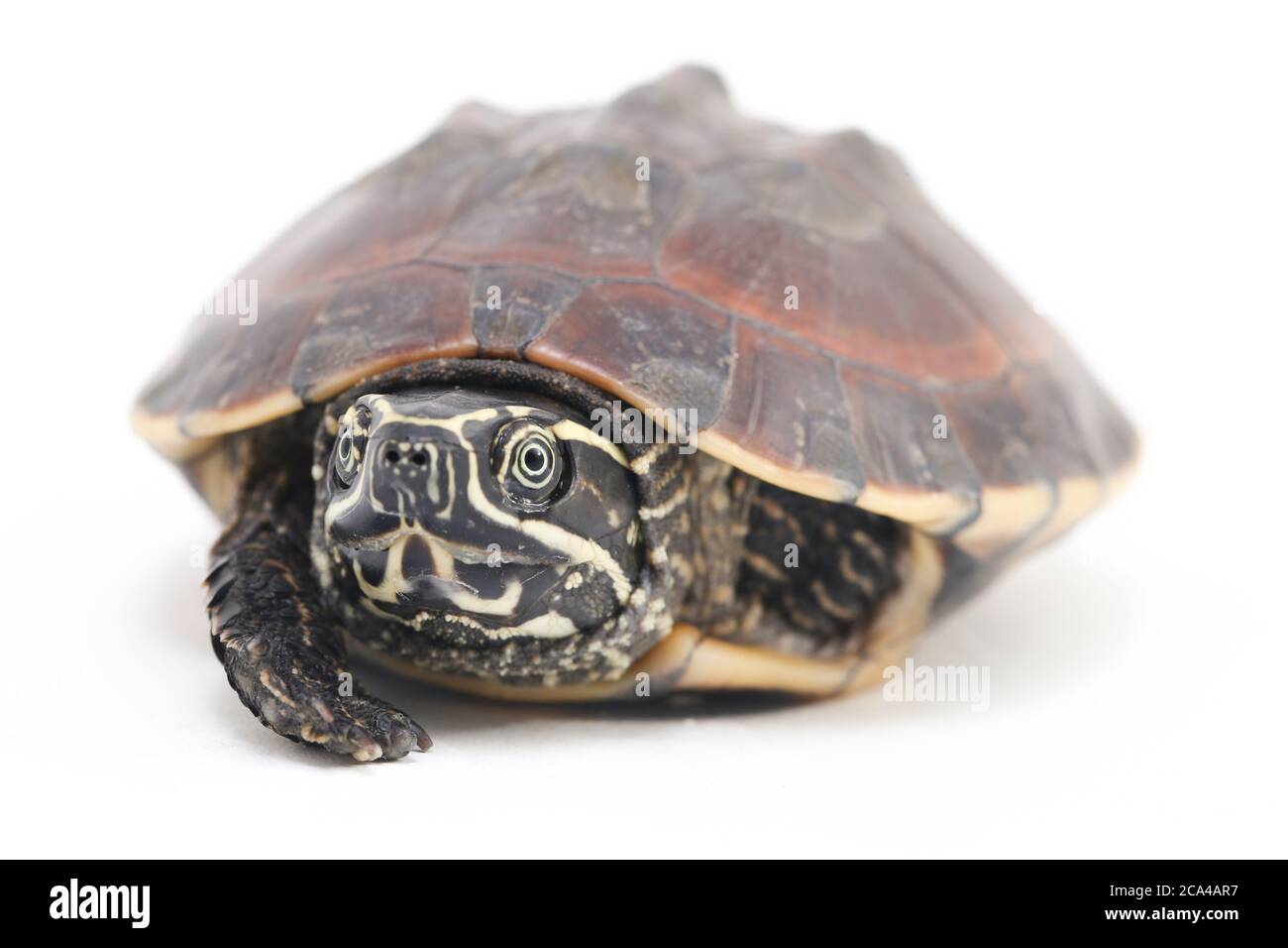 The Malayan snail-eating turtle (Malayemys macrocephala) is a species of turtle in Malayemys genus of the family Geoemydidae on white background Stock Photo