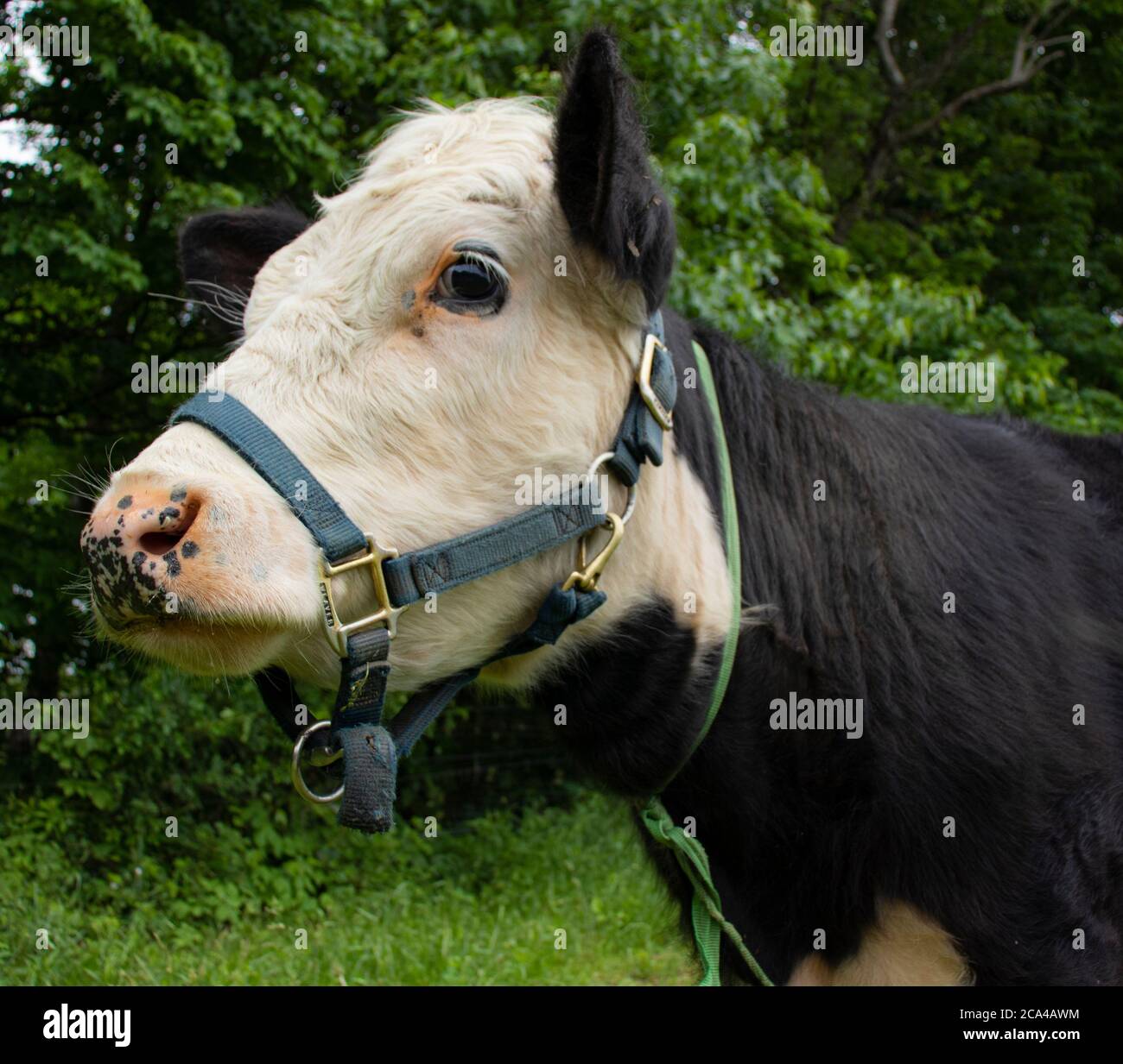 Springing cow hires stock photography and images Alamy