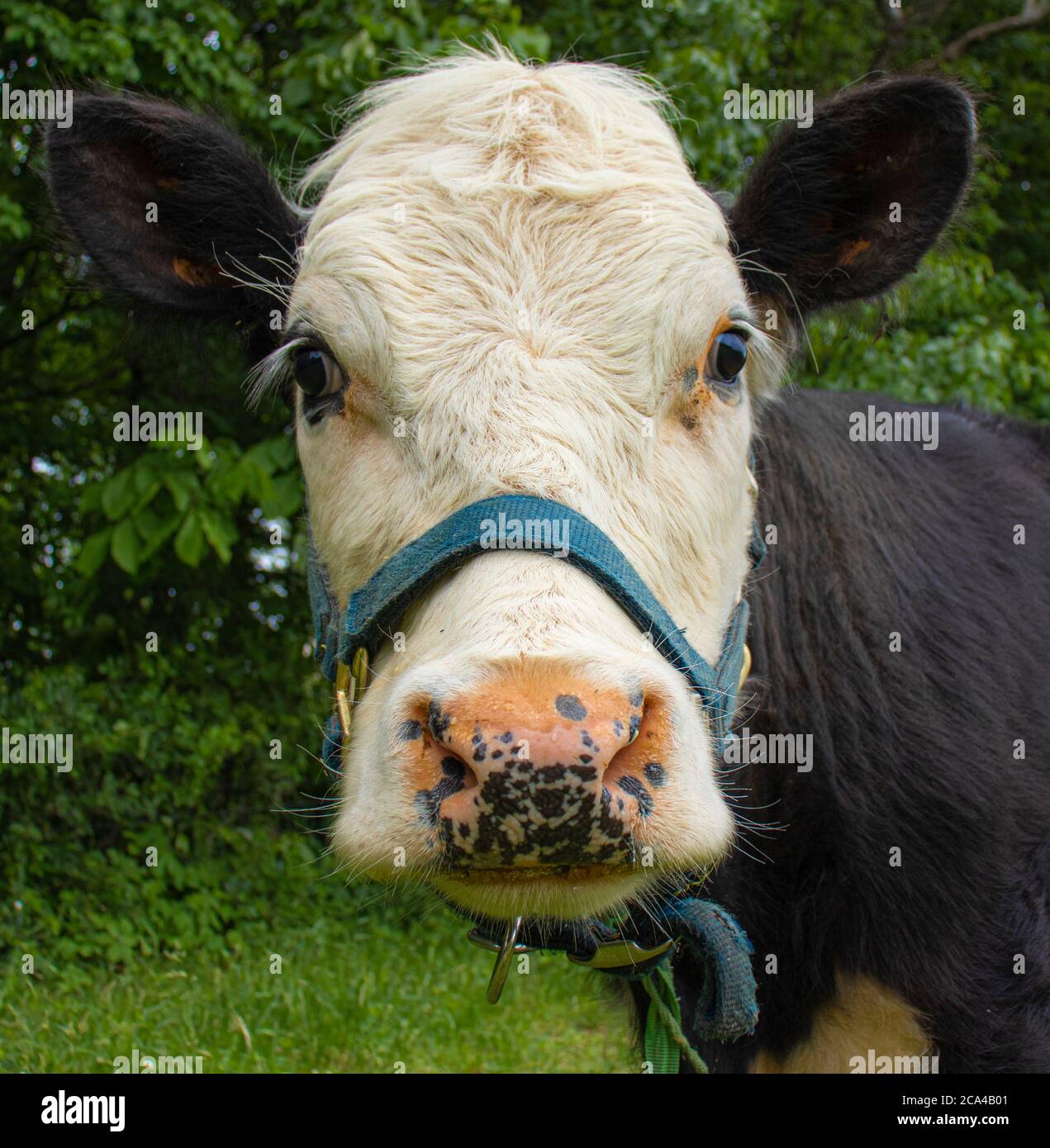 White Faced Dairy Cow on Farm in McClure, Central Pennsylvania, During