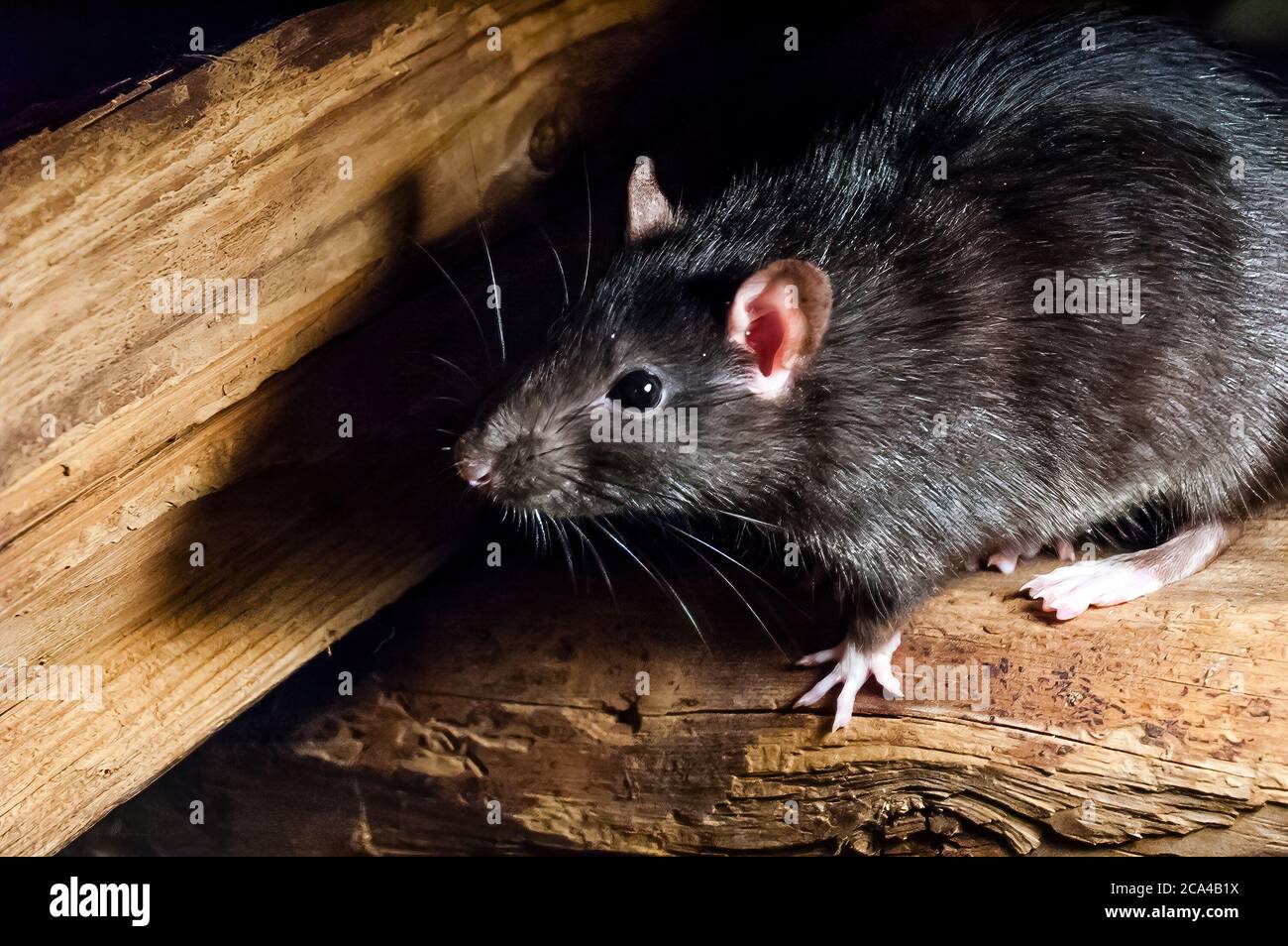 The black rat (Rattus rattus), also known as ship rat, roof rat, or ...