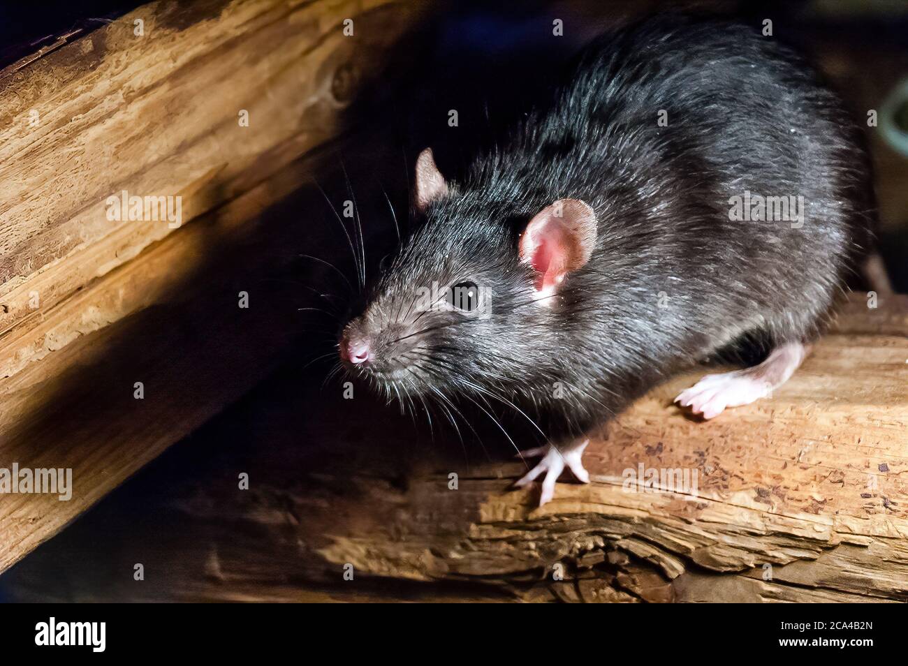 Rat piege hi-res stock photography and images - Alamy