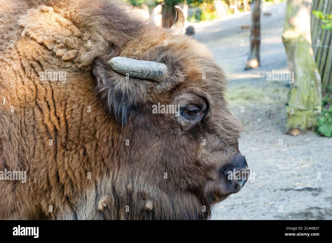 Bison are large, even-toed ungulates in the genus Bison within the subfamily Bovinae. Stock Photo
