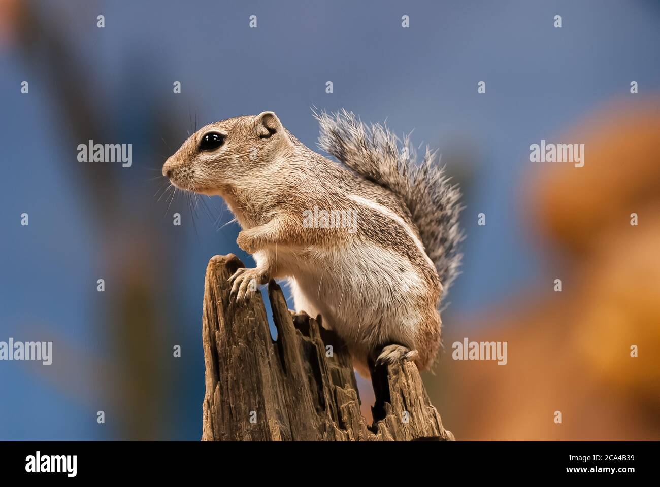 Chipmunks are small, striped rodents of the family Sciuridae. Stock Photo