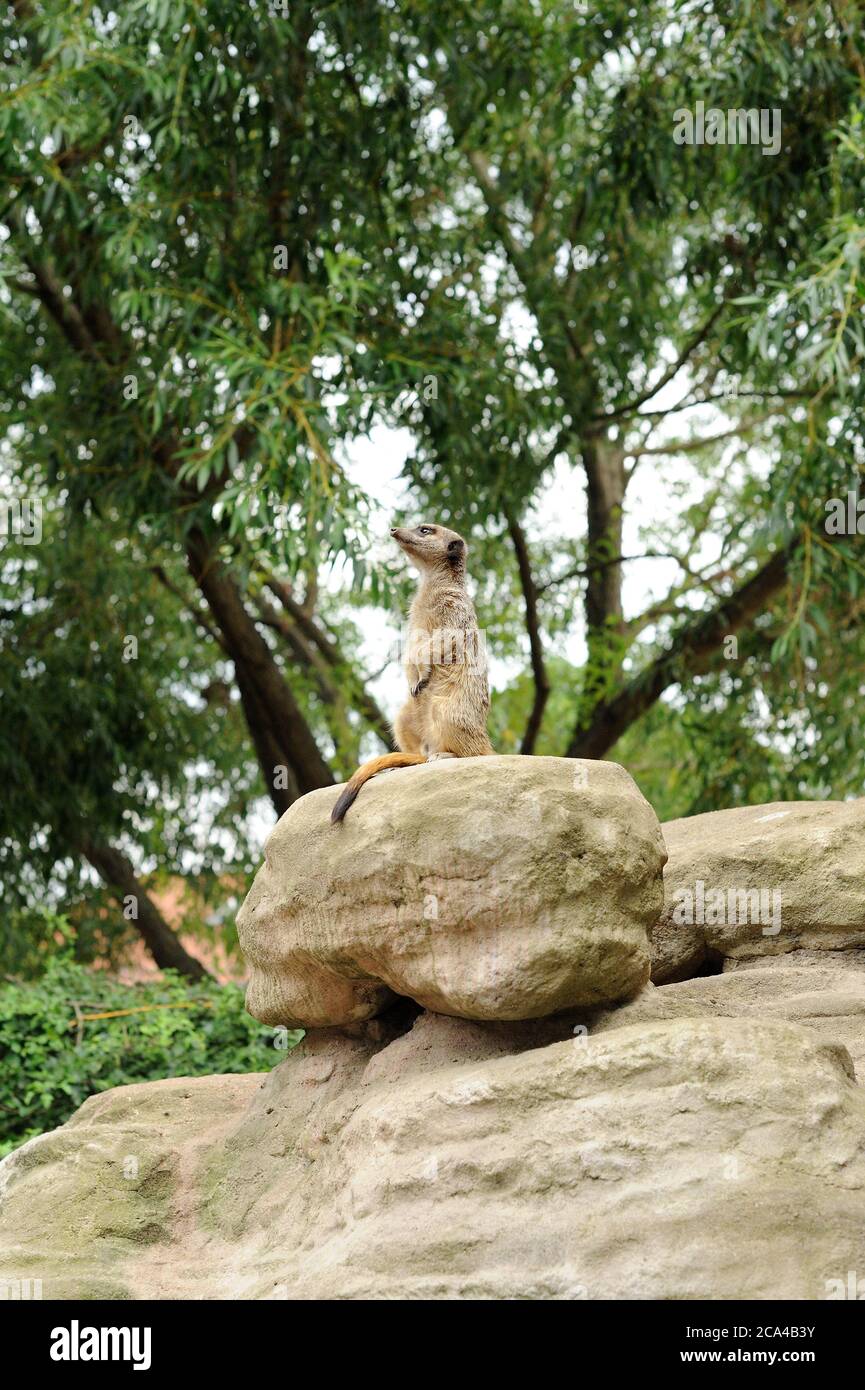 The meerkat (Suricata suricatta) or suricate is a small mongoose found in southern Africa. Stock Photo