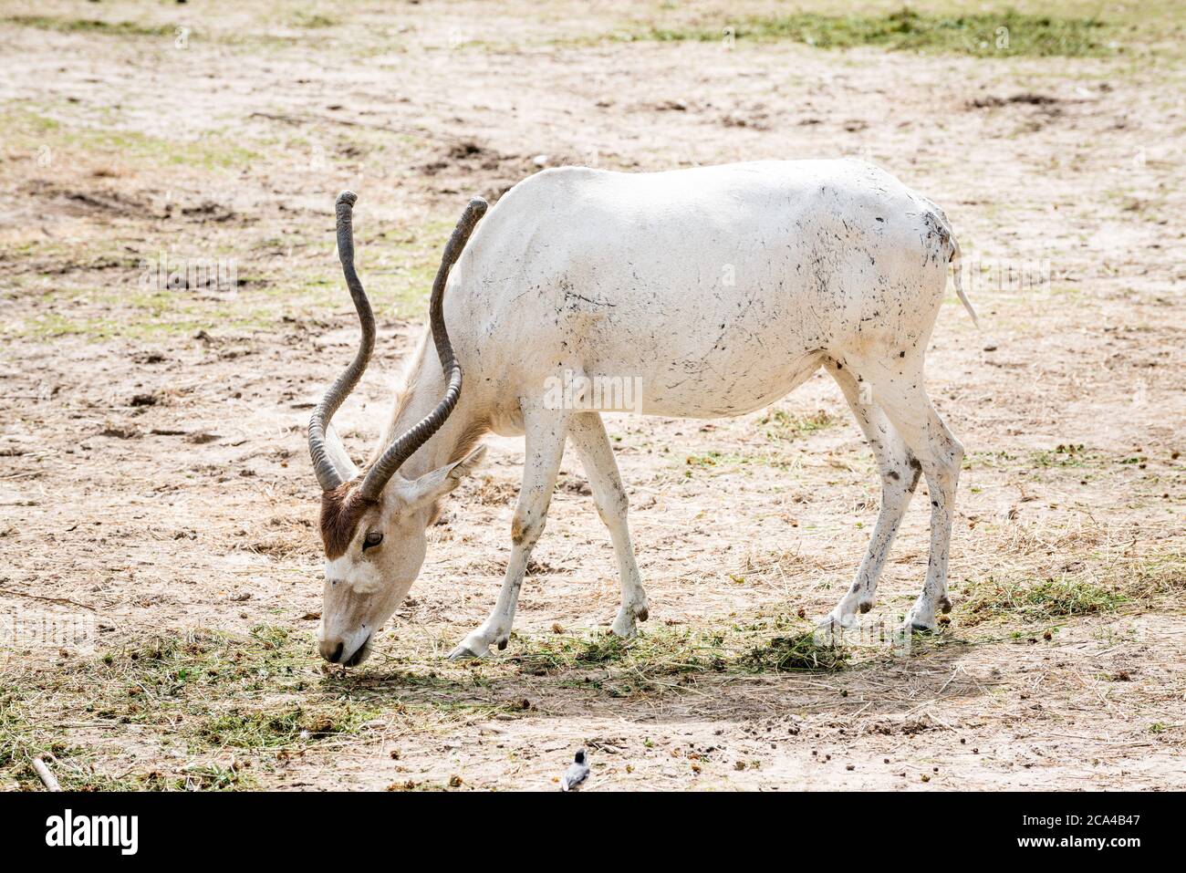 The addax (Addax nasomaculatus) is an antelope of the genus Addax, that lives in the Sahara desert. Stock Photo