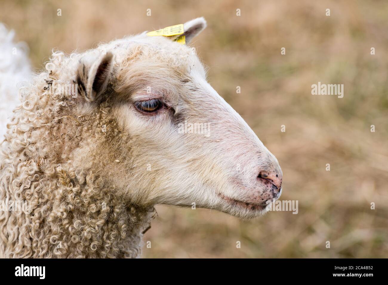 Domestic sheep (Ovis aries) are quadrupedal, ruminant mammals typically kept as livestock. Stock Photo