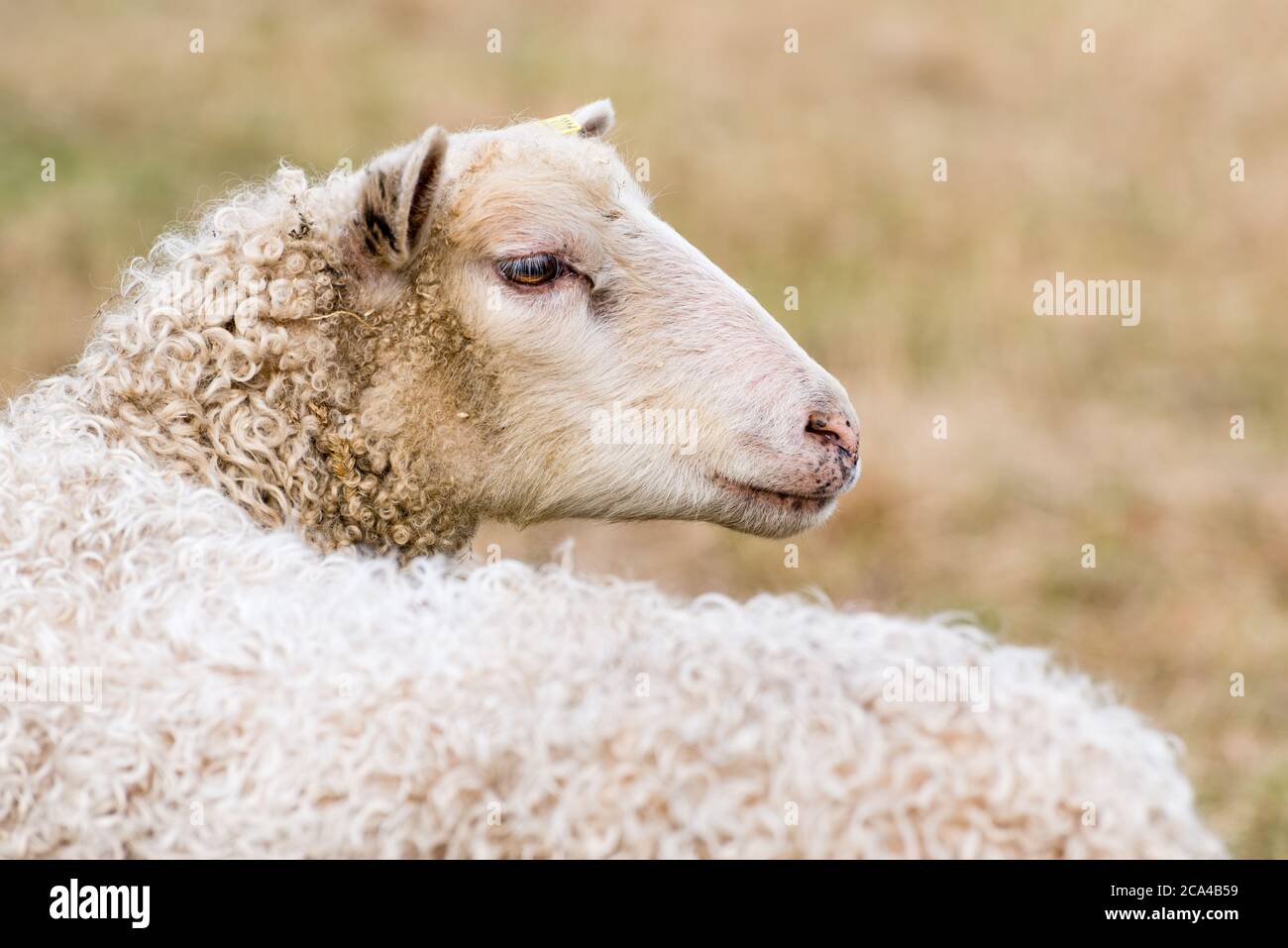 Domestic sheep (Ovis aries) are quadrupedal, ruminant mammals typically kept as livestock. Stock Photo