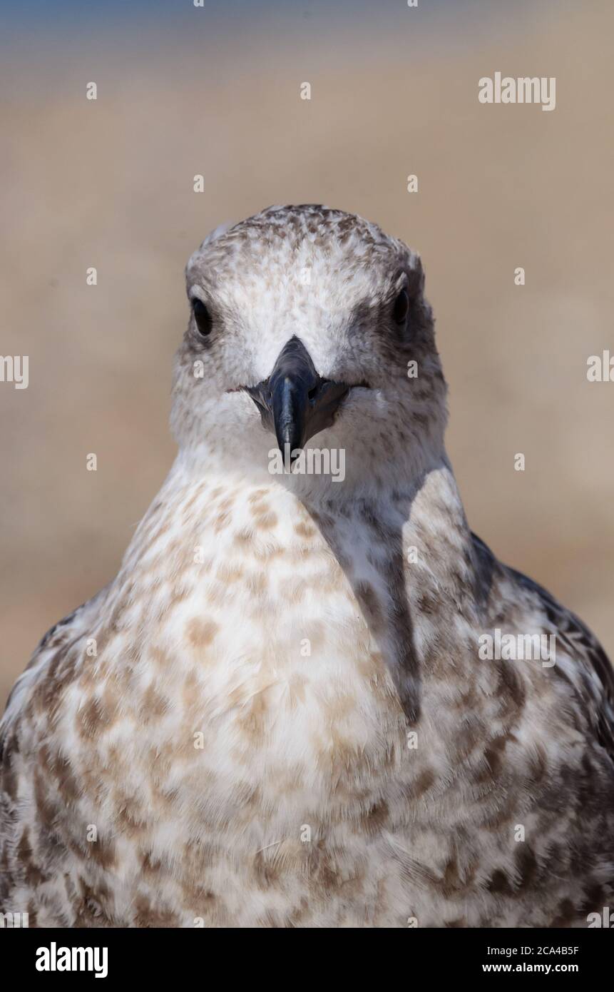 Portrait of a young yellowlegs seagull. Stock Photo