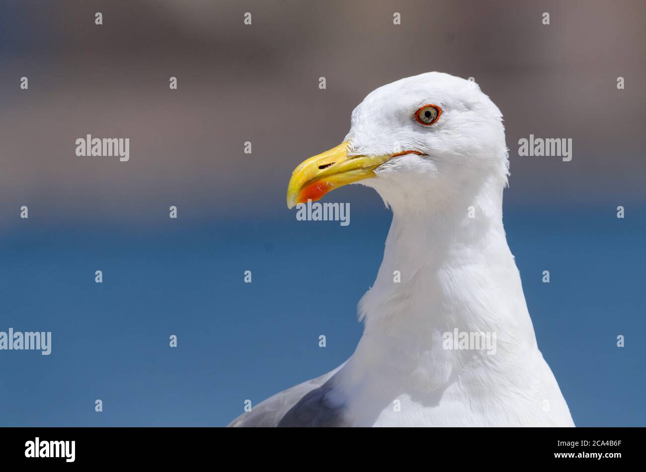 Portrait of a yellowlegs seagull (larus michahellis). Stock Photo