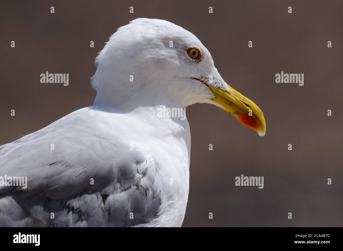 Portrait of a yellowlegs seagull (larus michahellis). Stock Photo