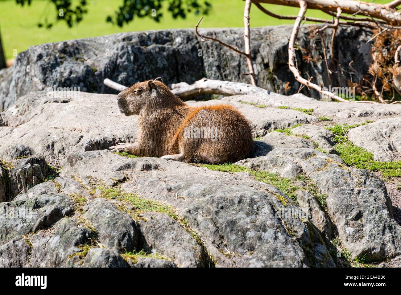 The capybara (Hydrochoerus hydrochaeris) is a mammal native to South America. Stock Photo