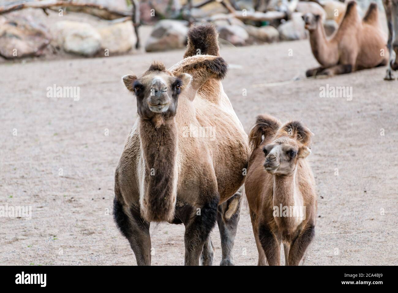 A camel is an even-toed ungulate in the genus Camelus that bears distinctive fatty deposits known as 'humps' on its back. Stock Photo