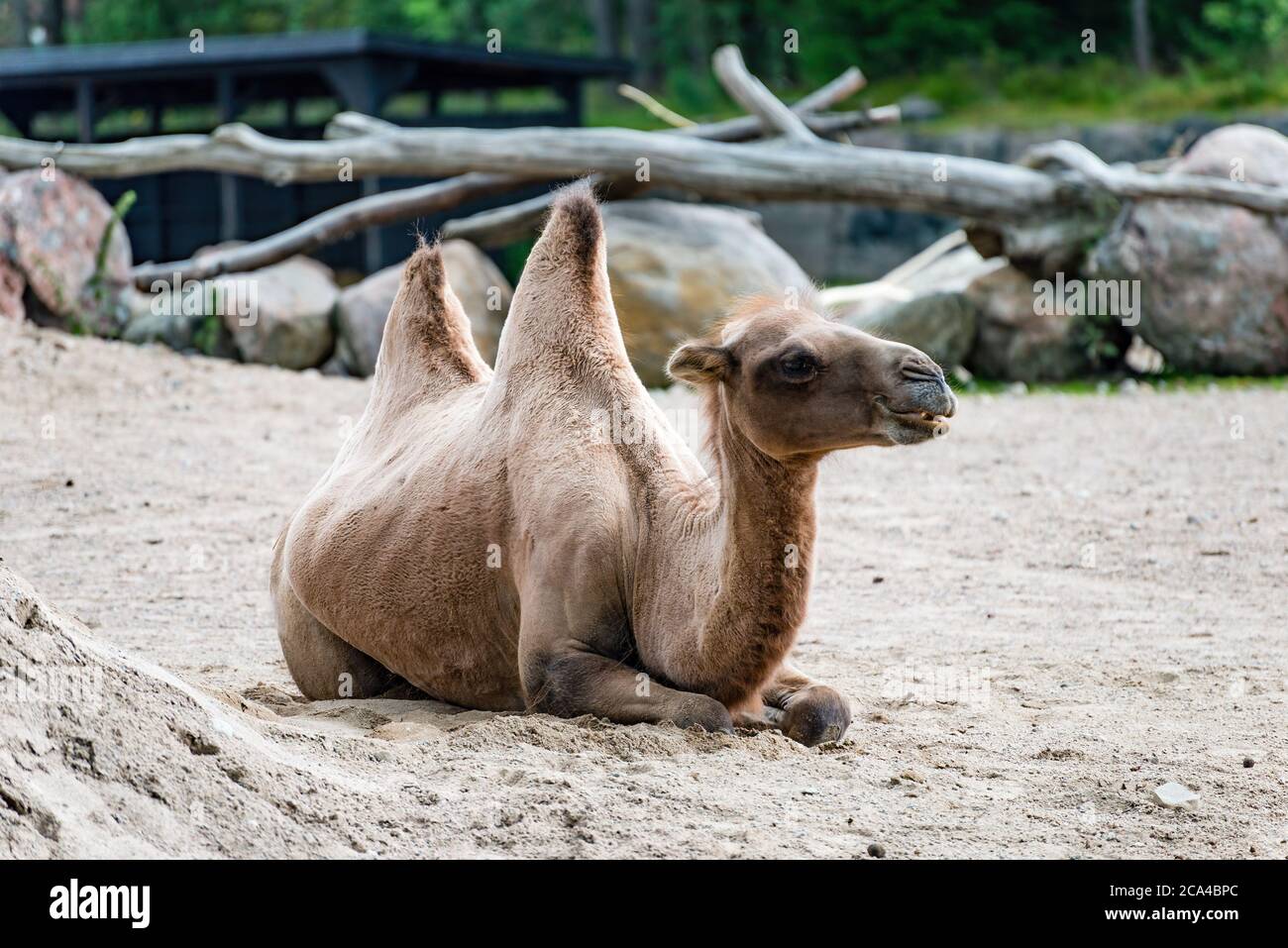 A camel is an even-toed ungulate in the genus Camelus that bears distinctive fatty deposits known as 'humps' on its back. Stock Photo