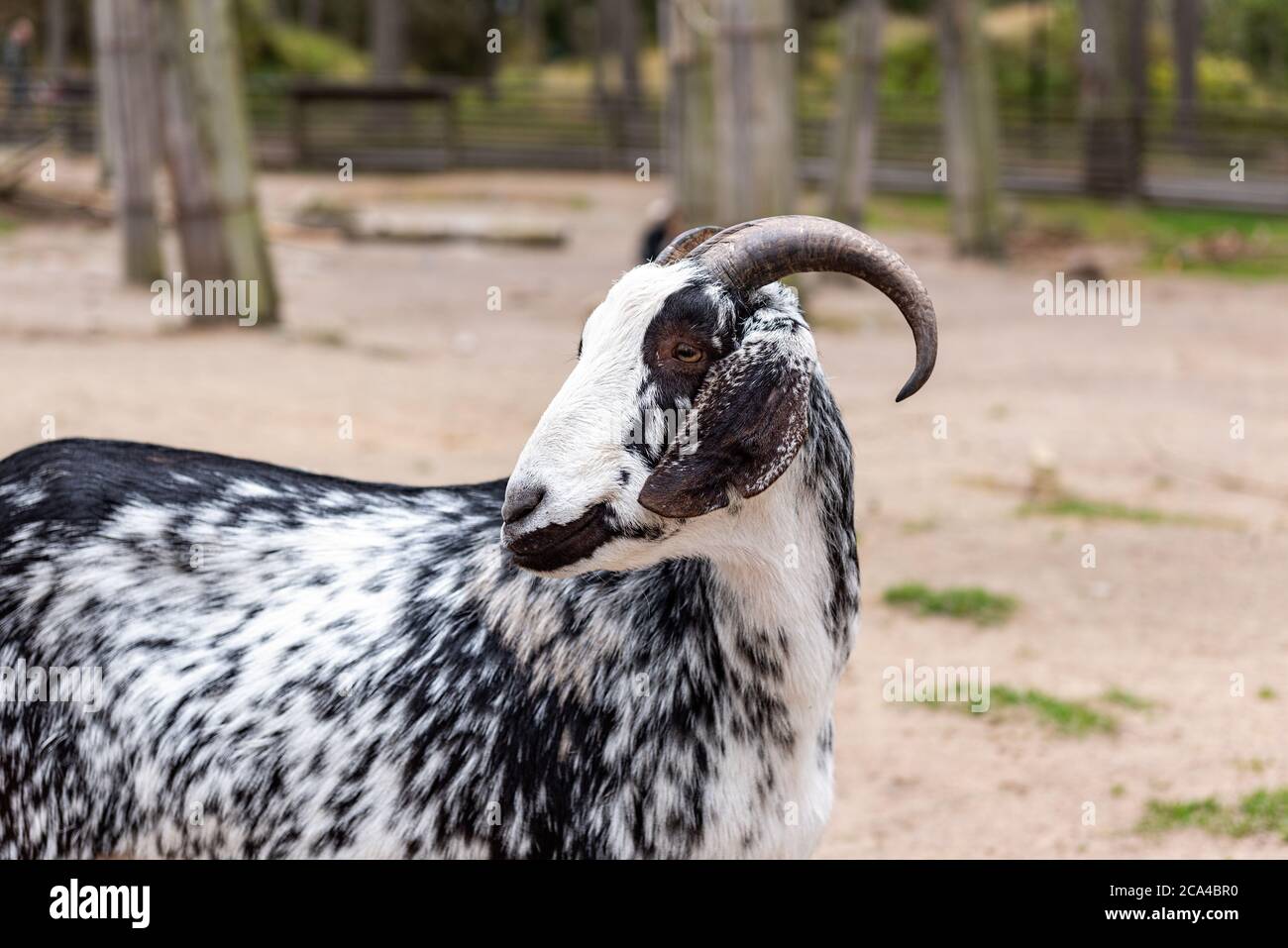 The domestic goat or simply goat (Capra aegagrus hircus) is a subspecies of C. aegagrus domesticated from the wild goat of Southwest Asia and Eastern Stock Photo