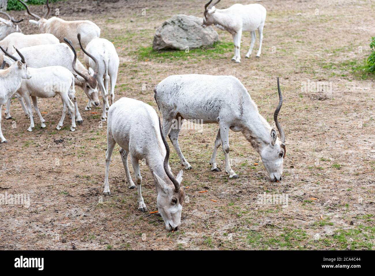 The addax (Addax nasomaculatus) is an antelope of the genus Addax, that lives in the Sahara desert. Stock Photo