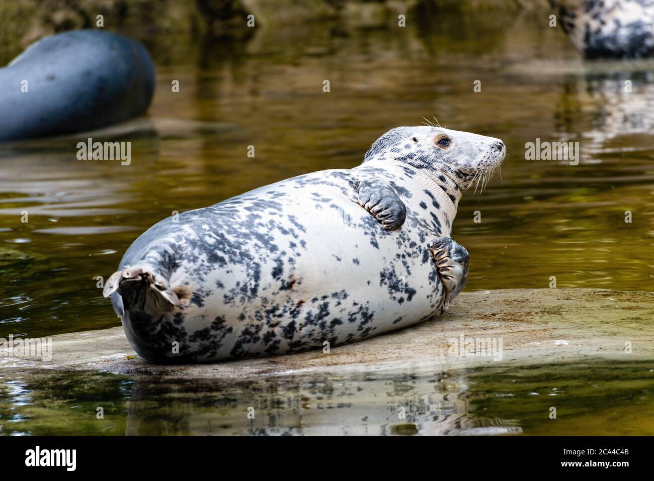 The grey seal (Halichoerus grypus) is found on both shores of the North Atlantic Ocean. Stock Photo