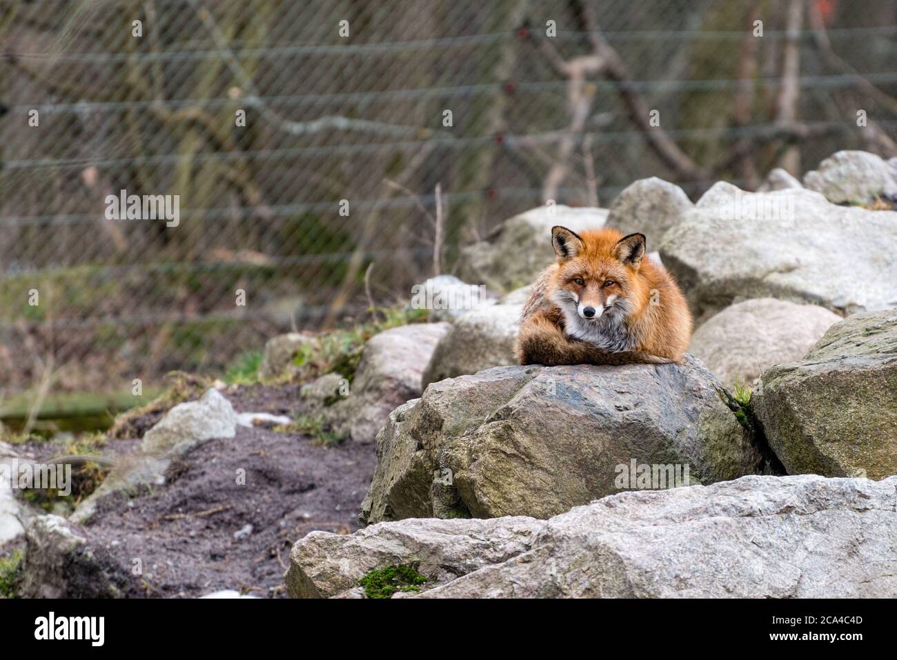 The red fox (Vulpes vulpes) is the largest of the true foxes Stock Photo