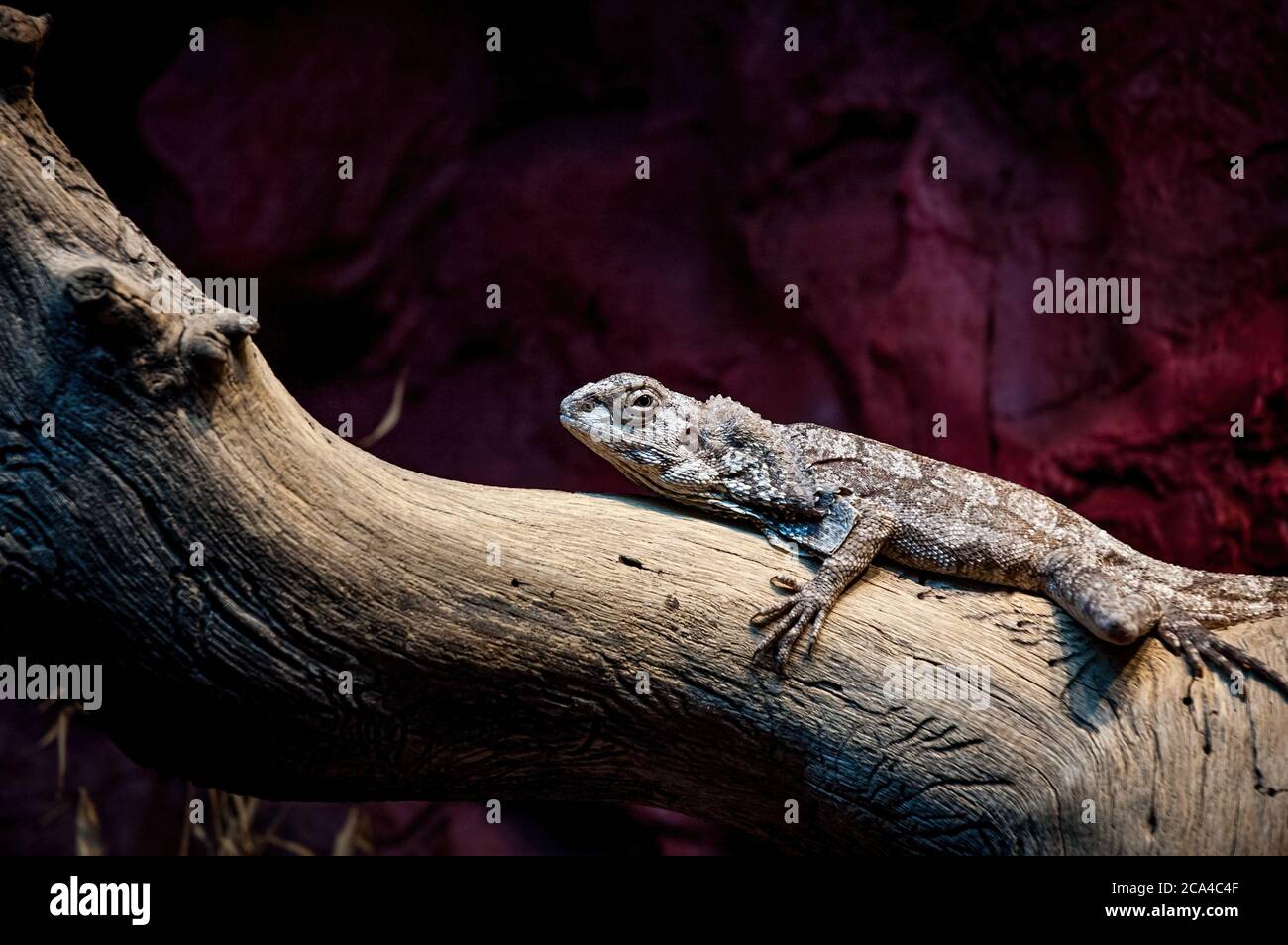 The frilled-necked lizard (Chlamydosaurus kingii) is a species of lizard in the family Agamidae. Stock Photo