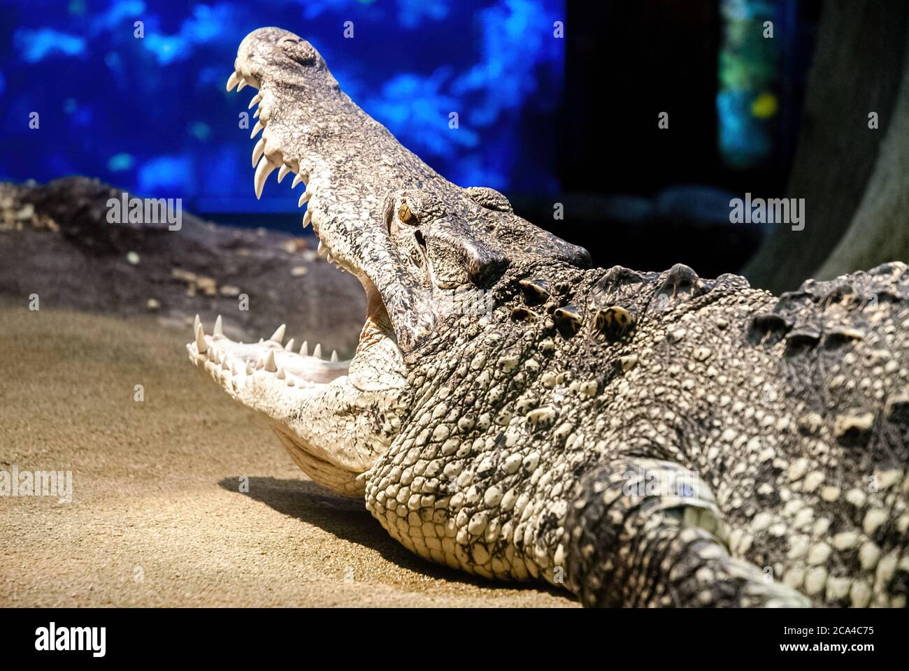 The Cuban crocodile (Crocodylus rhombifer) is a small species of crocodile found only in Cuba. Stock Photo