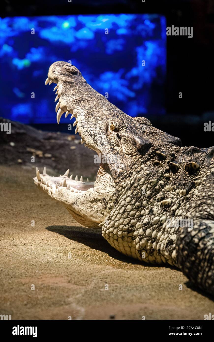 The Cuban crocodile (Crocodylus rhombifer) is a small species of crocodile found only in Cuba. Stock Photo