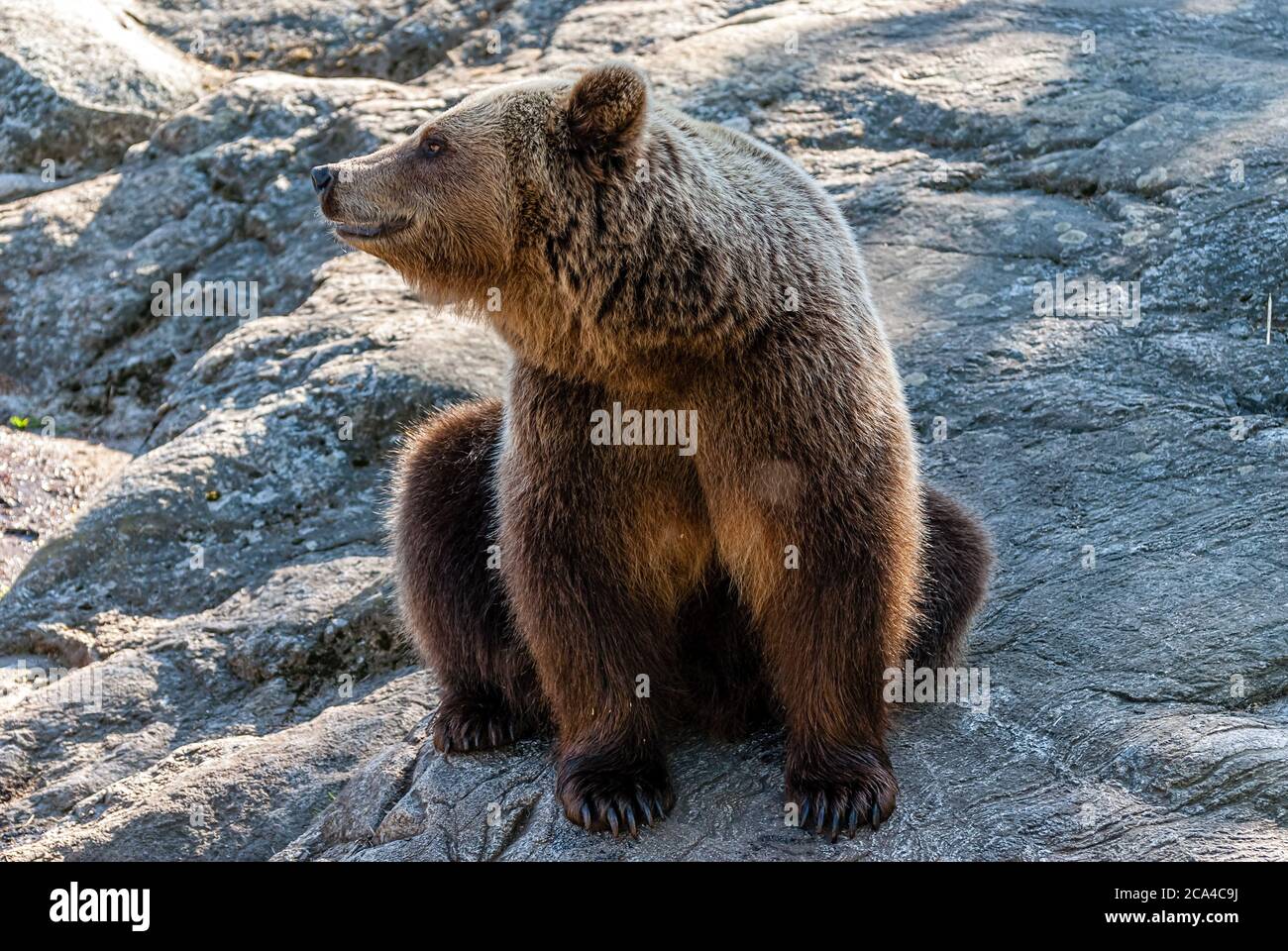 The brown bear (Ursus arctos) is a bear species that is found across much of northern Eurasia and North America. Stock Photo