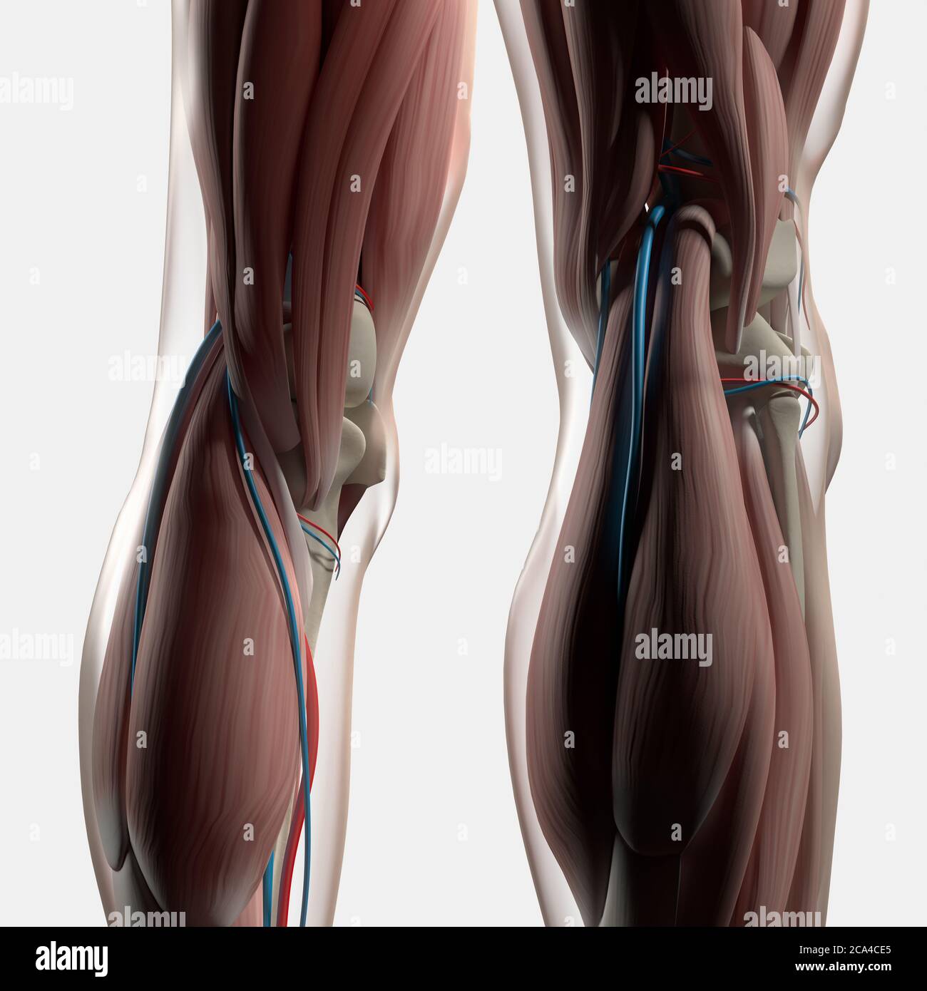 Anatomy illustration of human back of legs, calf muscles, knees. 3d